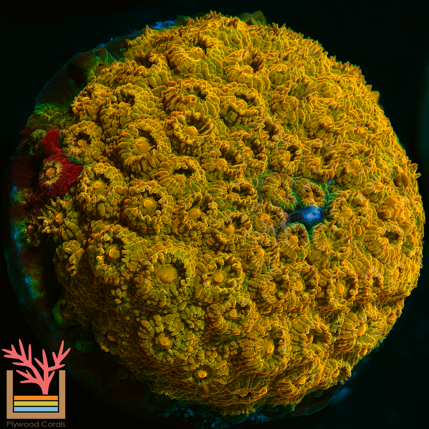 24K Gold Cyphastrea