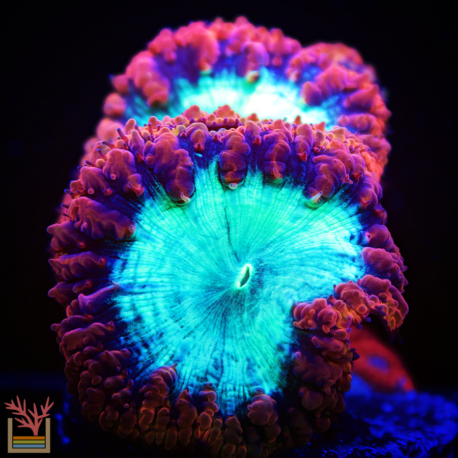 Ultra Wellsi Blastomussa