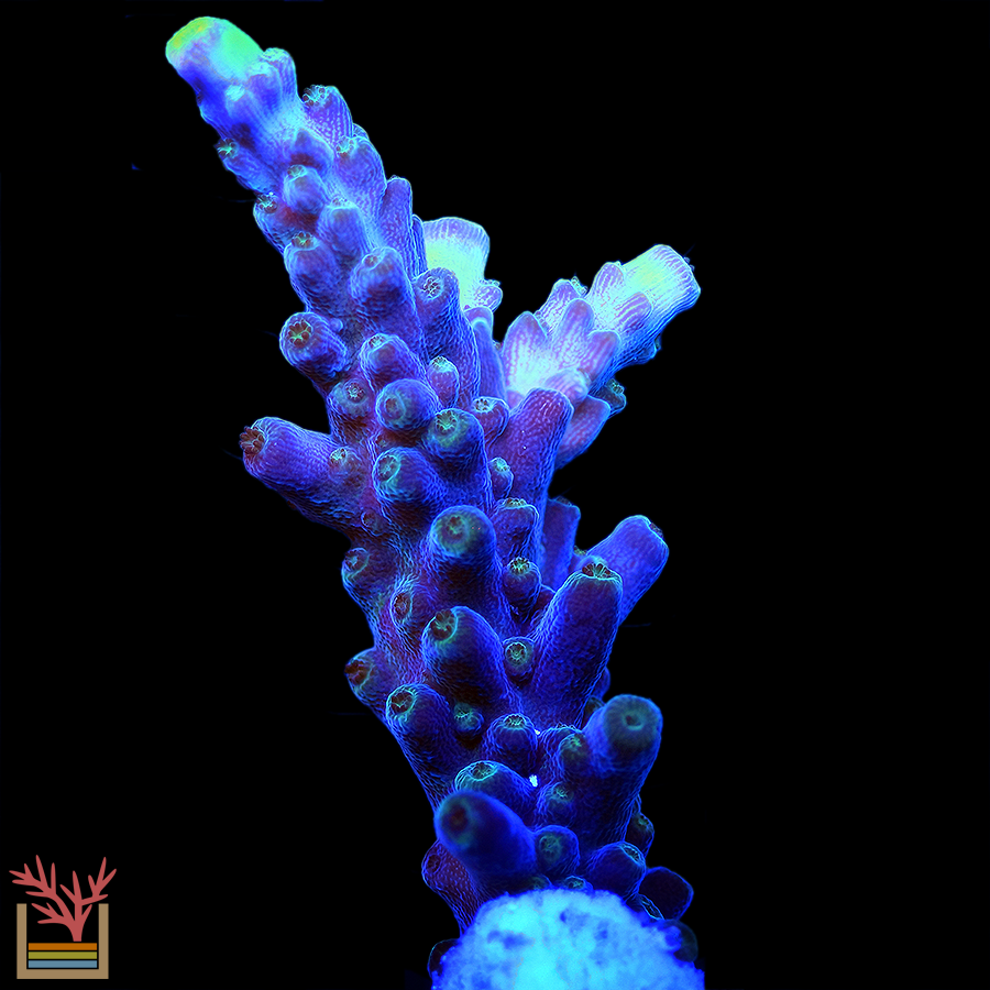 Blue Robin Acropora