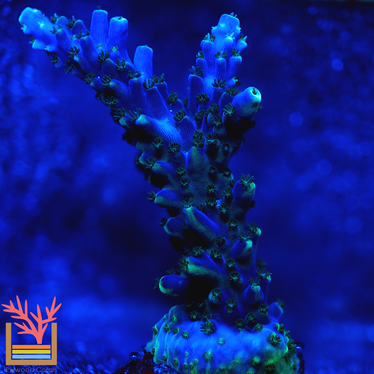 PC Blue Robin Acropora