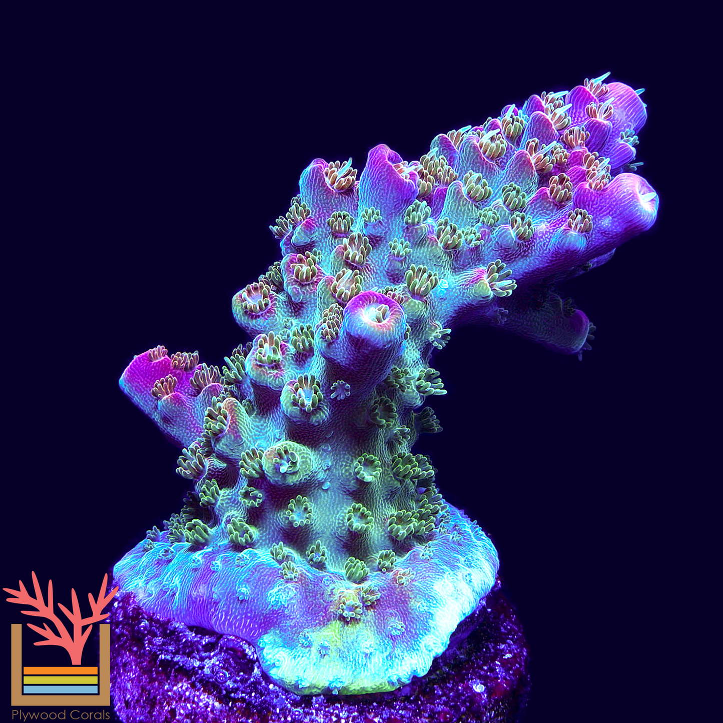 BubbleBath Unicorn Acropora