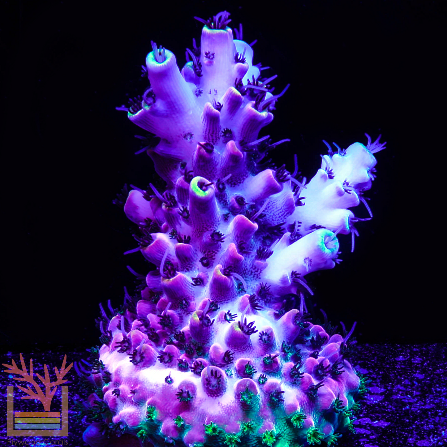 PC Crimson Creeper Acropora