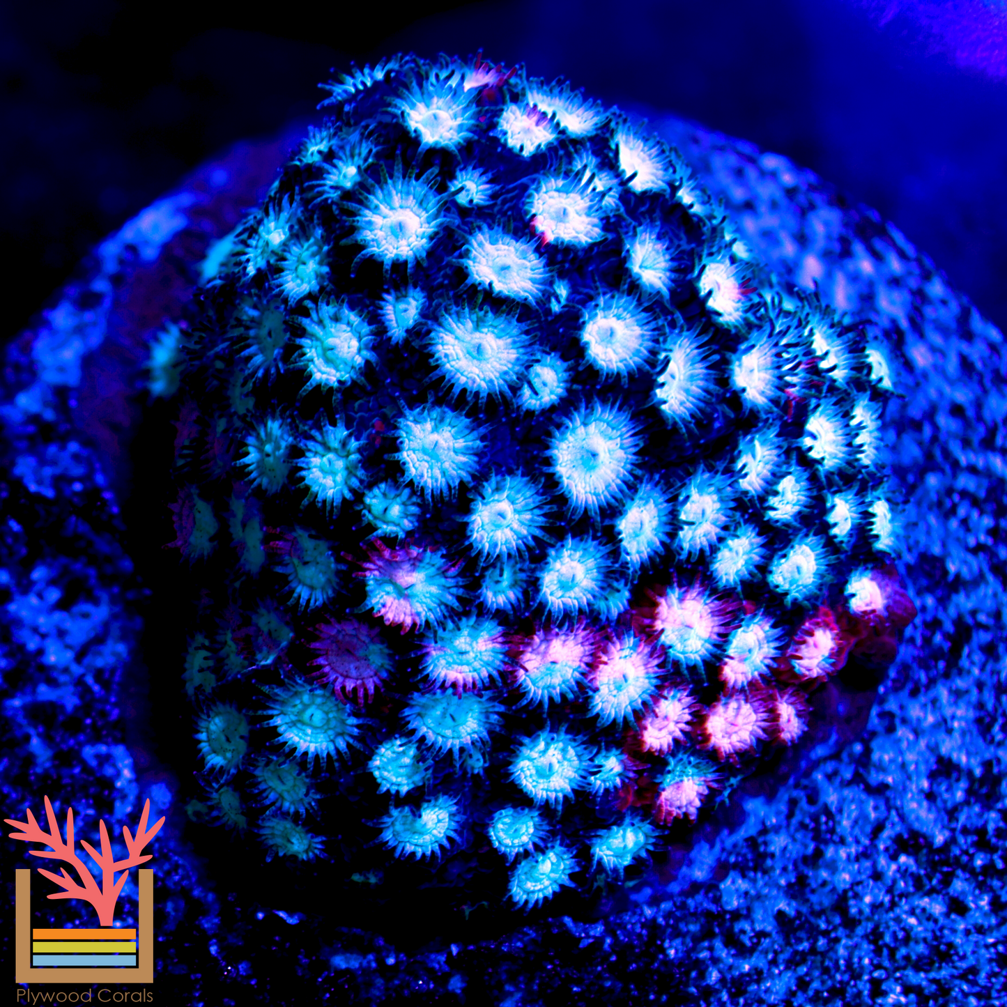 JF Fender Bender Cyphastrea