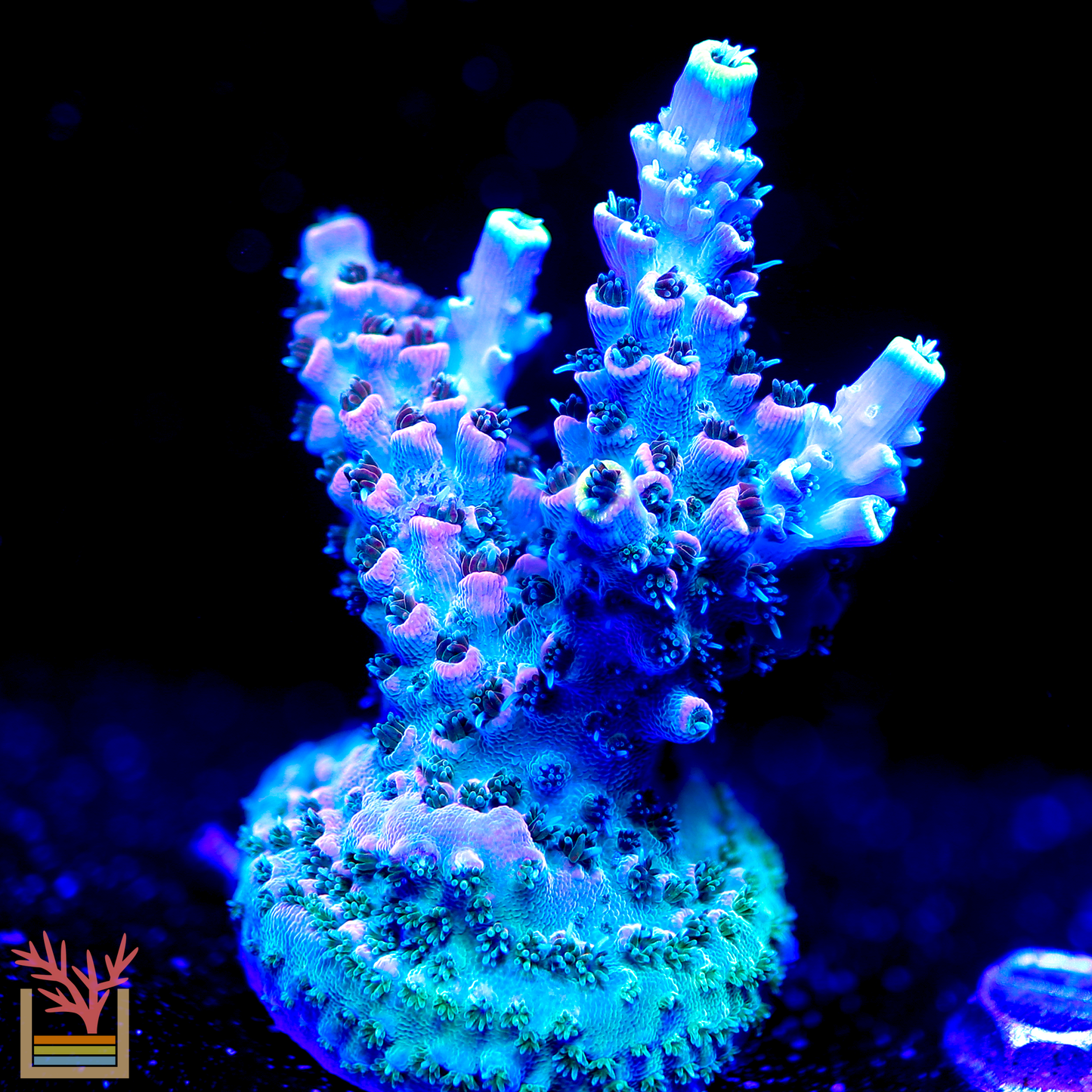 FHC LimitBreaker