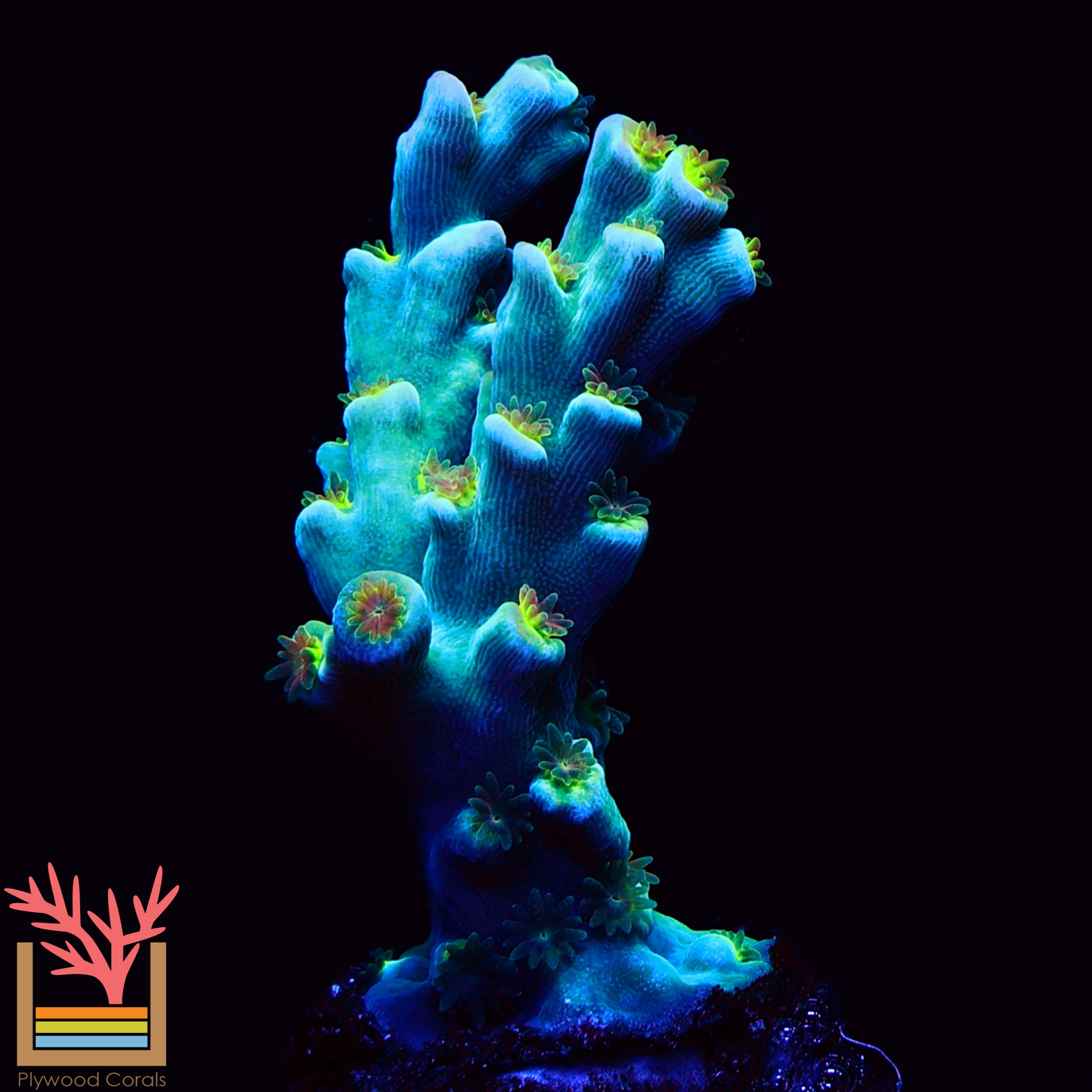 PC Speciosa Acropora