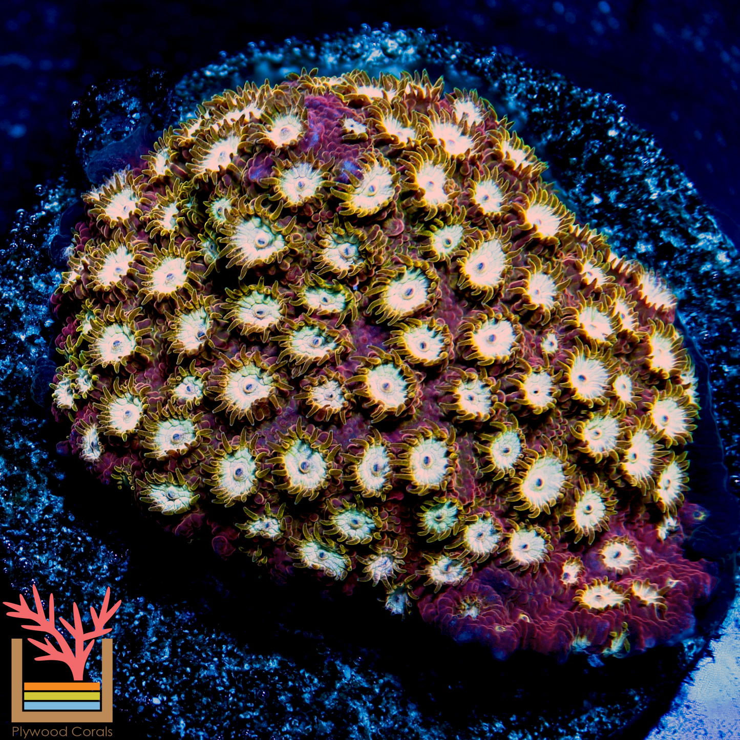 Peppermint Cyphastrea