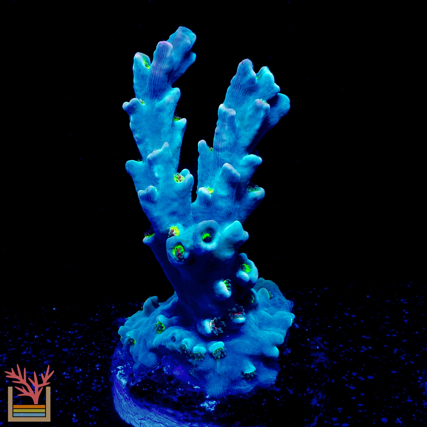 PC Speciosa Acropora