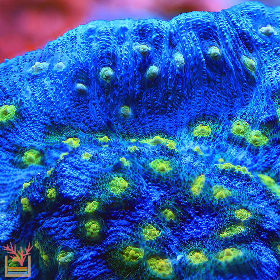 Starry Night Chalice