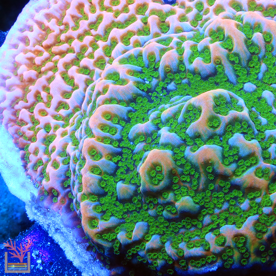 Sugar High Montipora