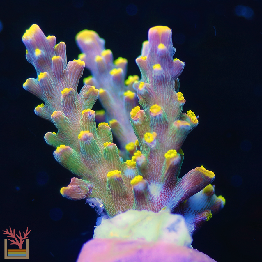 Acropora