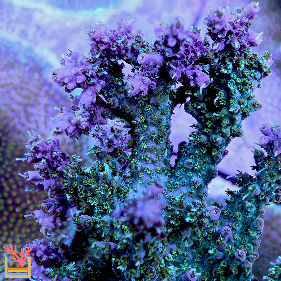 ACI Dreamweaver Acropora