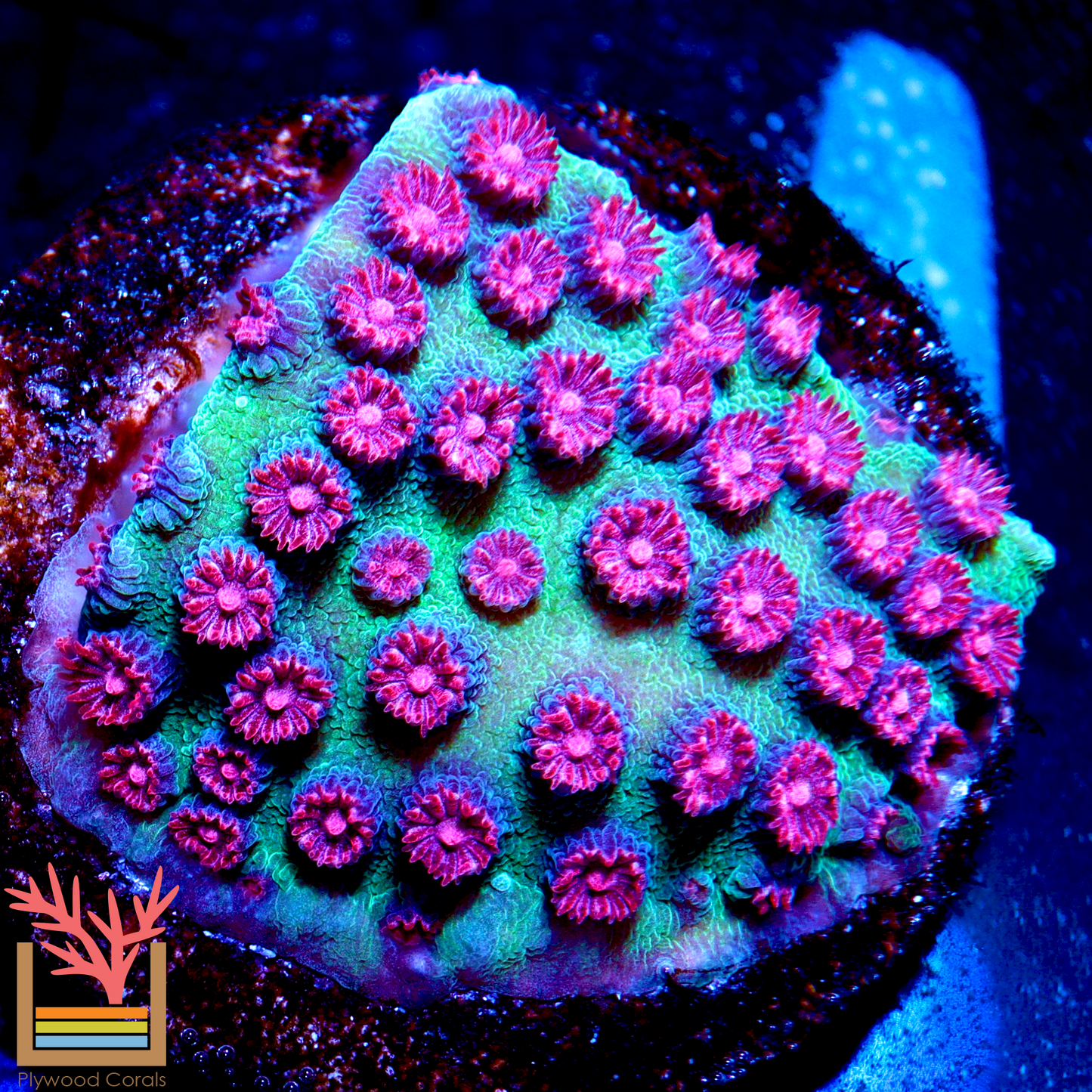 JF Alien Pox Cyphastrea