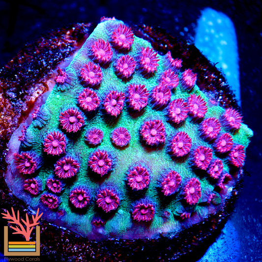 JF Alien Pox Cyphastrea