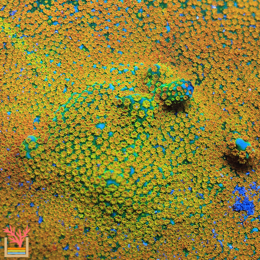 JF Aquaman Montipora