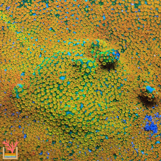 JF Aquaman Montipora