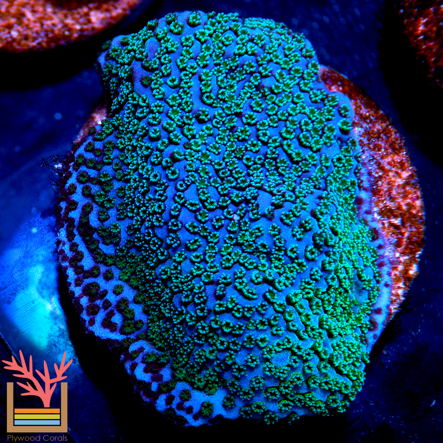 Avatar Montipora