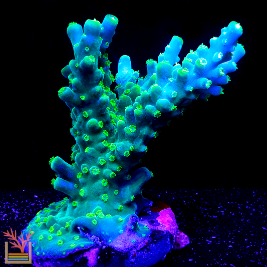 BC Dragonfly Acropora