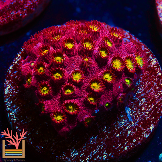 Bling Bling Cyphastrea