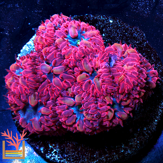 Blue Raven Blastomussa