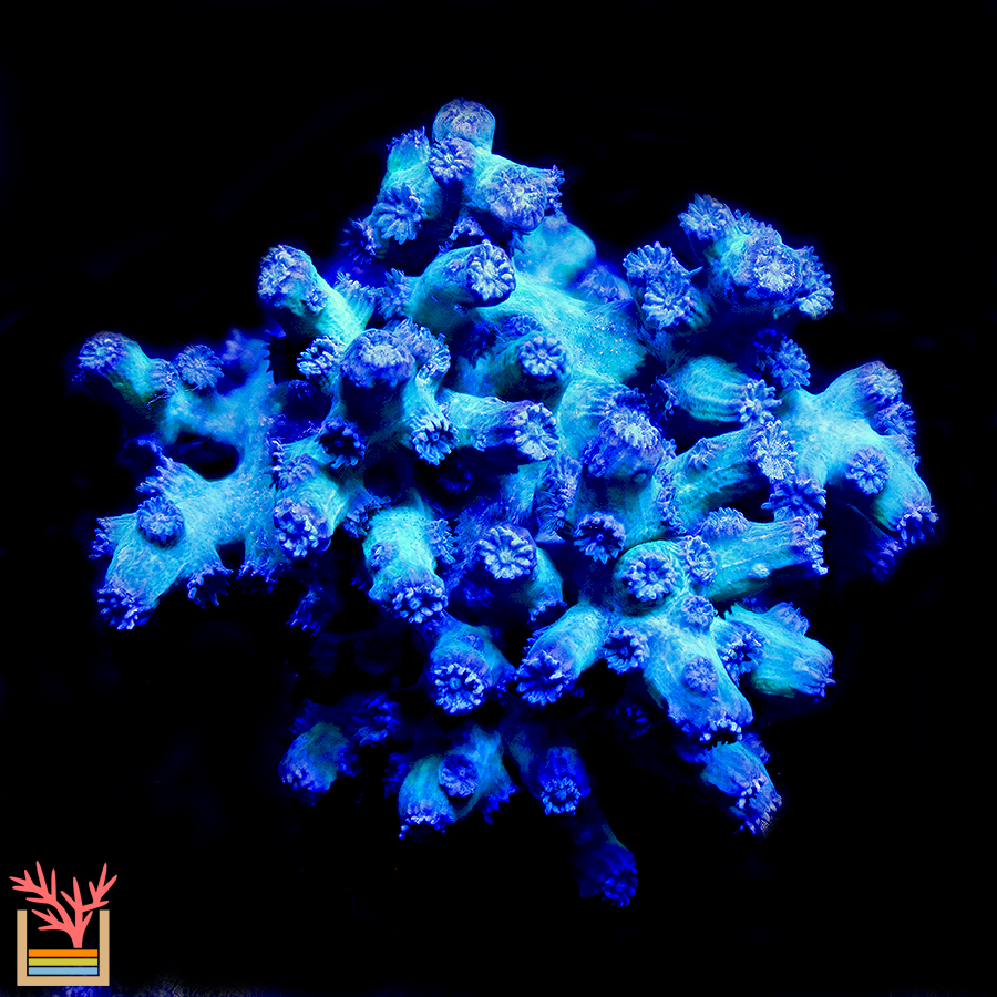 BlueBerry Branching Cyphastrea