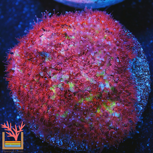 Burning Banana Stylocoeniella