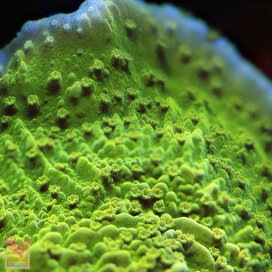 Candy Apple Montipora