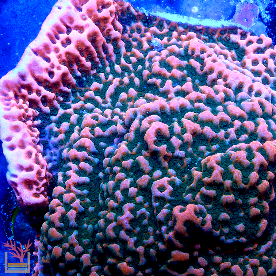 Cherry Tree Montipora