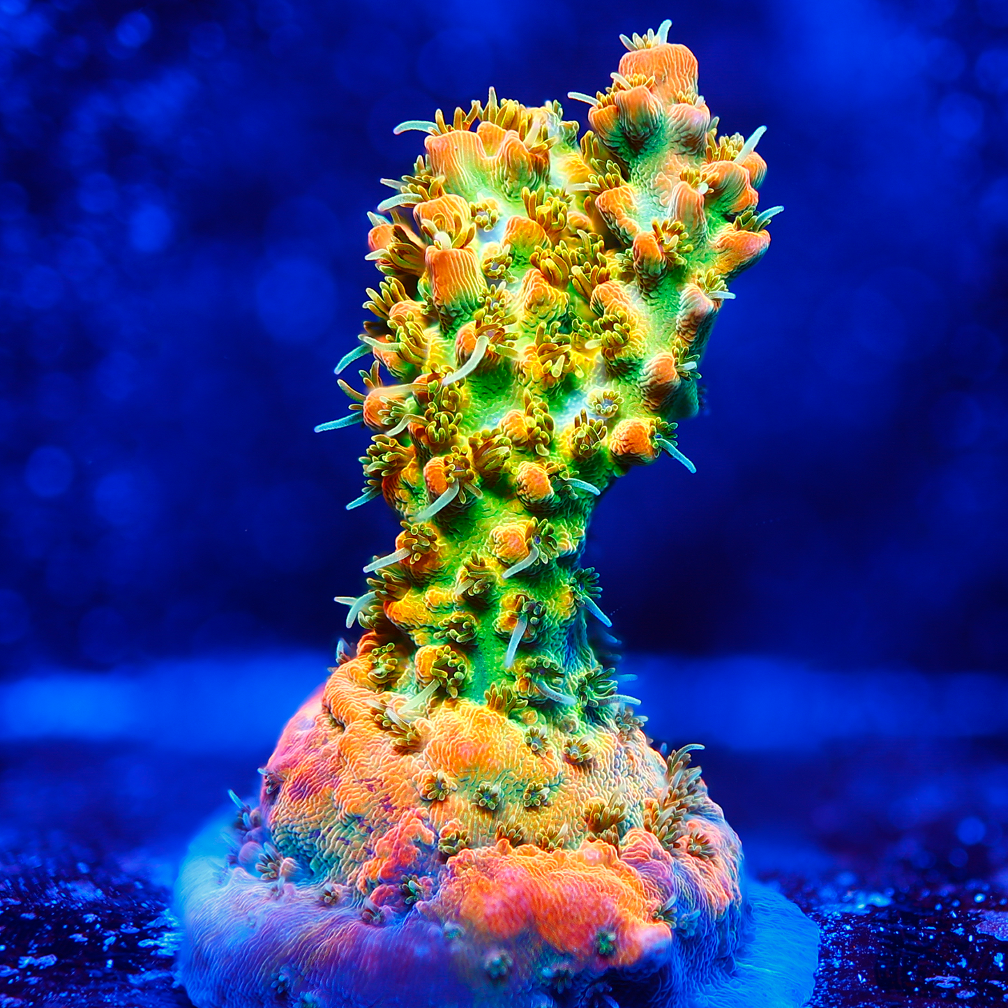 POTO Cofefe Acropora
