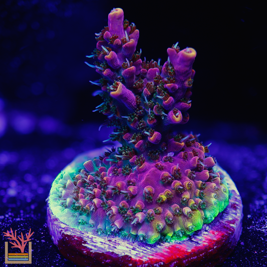 POTO Dino Fury Acropora