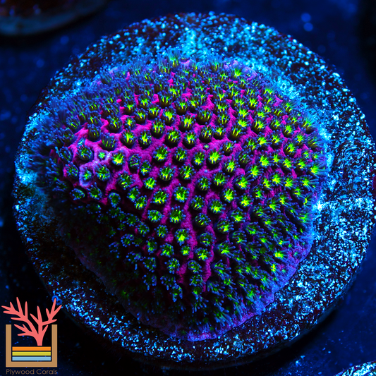 Electric Daisy Stylocoeniella