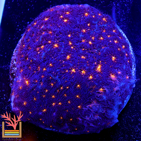 Fireworks_Psammocora