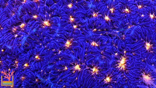 Fireworks Psammocora