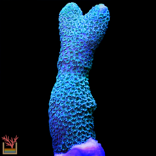 German Blue Montipora Digitata