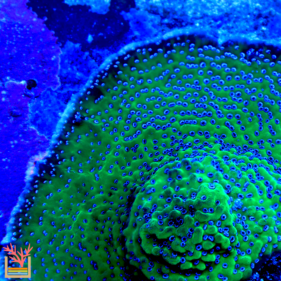 Green Lantern Montipora