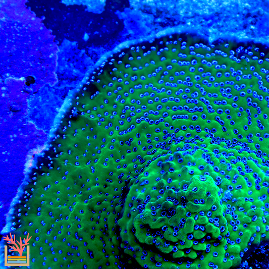 Green Lantern Montipora