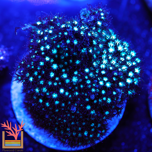 Green Machine Stylocoeniella