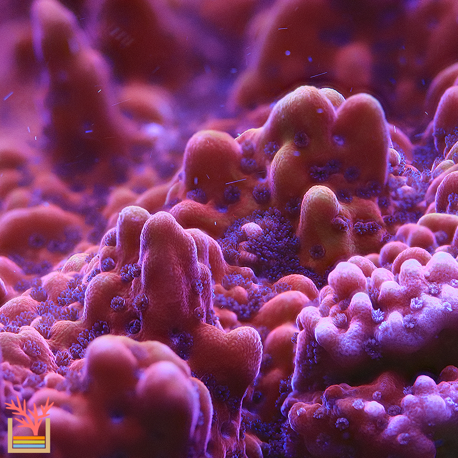 JF Slow Burn Montipora