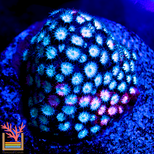 JF Fender Bender Cyphastrea