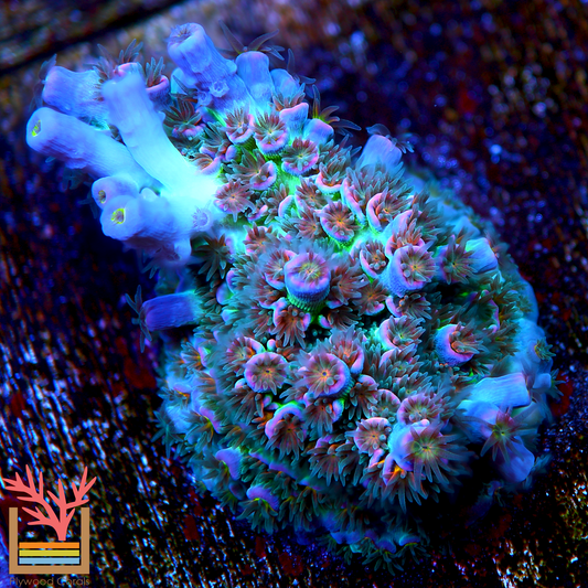 JF Frankie's Neophobia Acropora