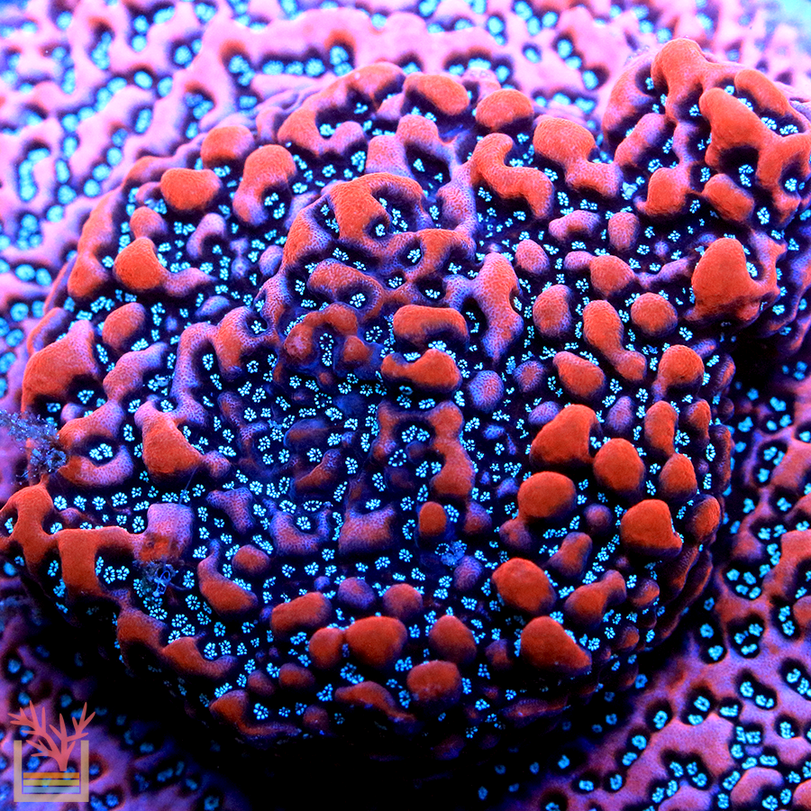 JF Silver Bullet Montipora
