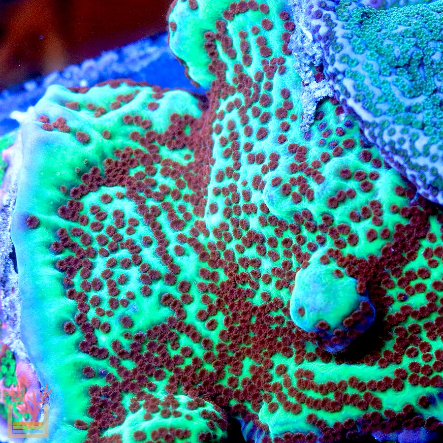 Jedi Mind Trick Montipora