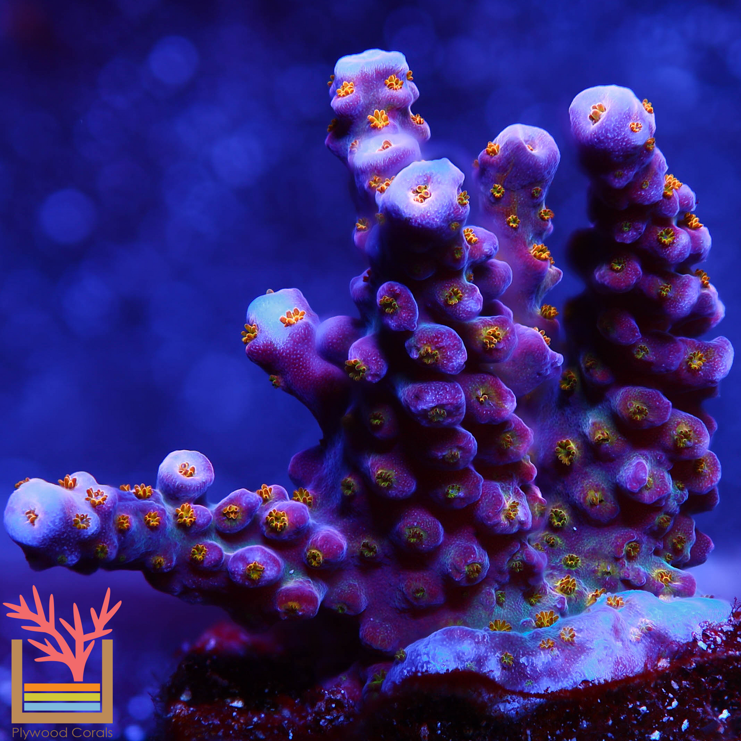 Merlin's Staff Acropora