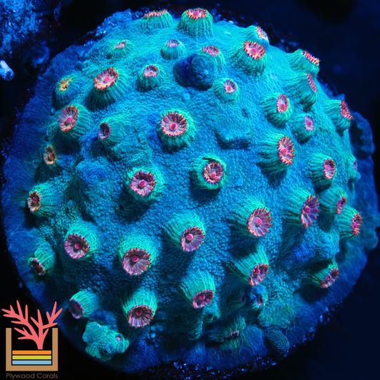 Meteor Shower Cyphastrea