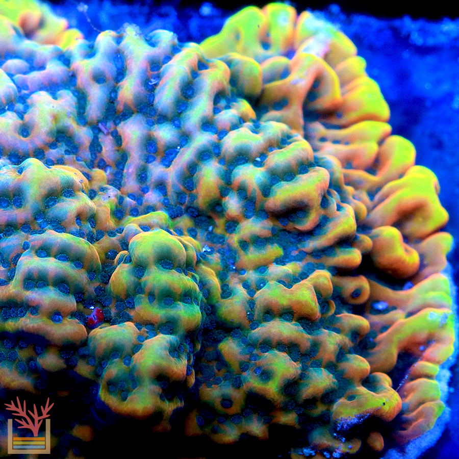 Minions Montipora