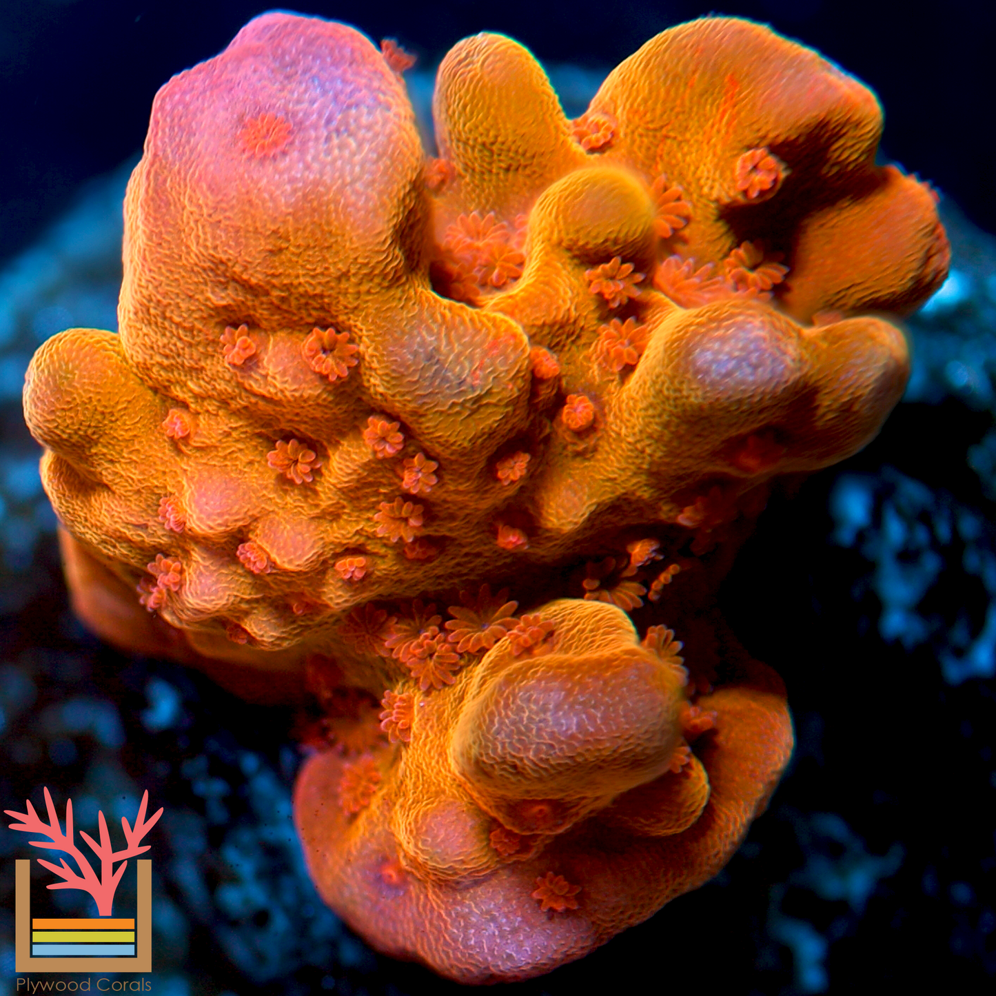 Orange Peel Setosa