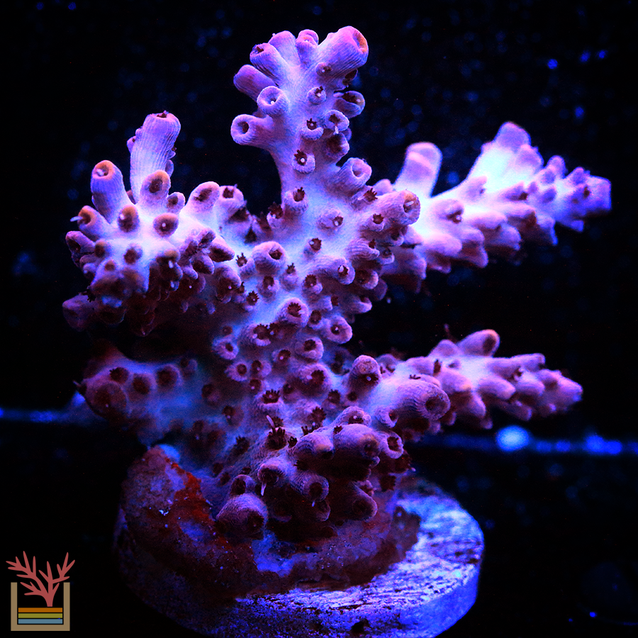 Crimson Creeper Acropora