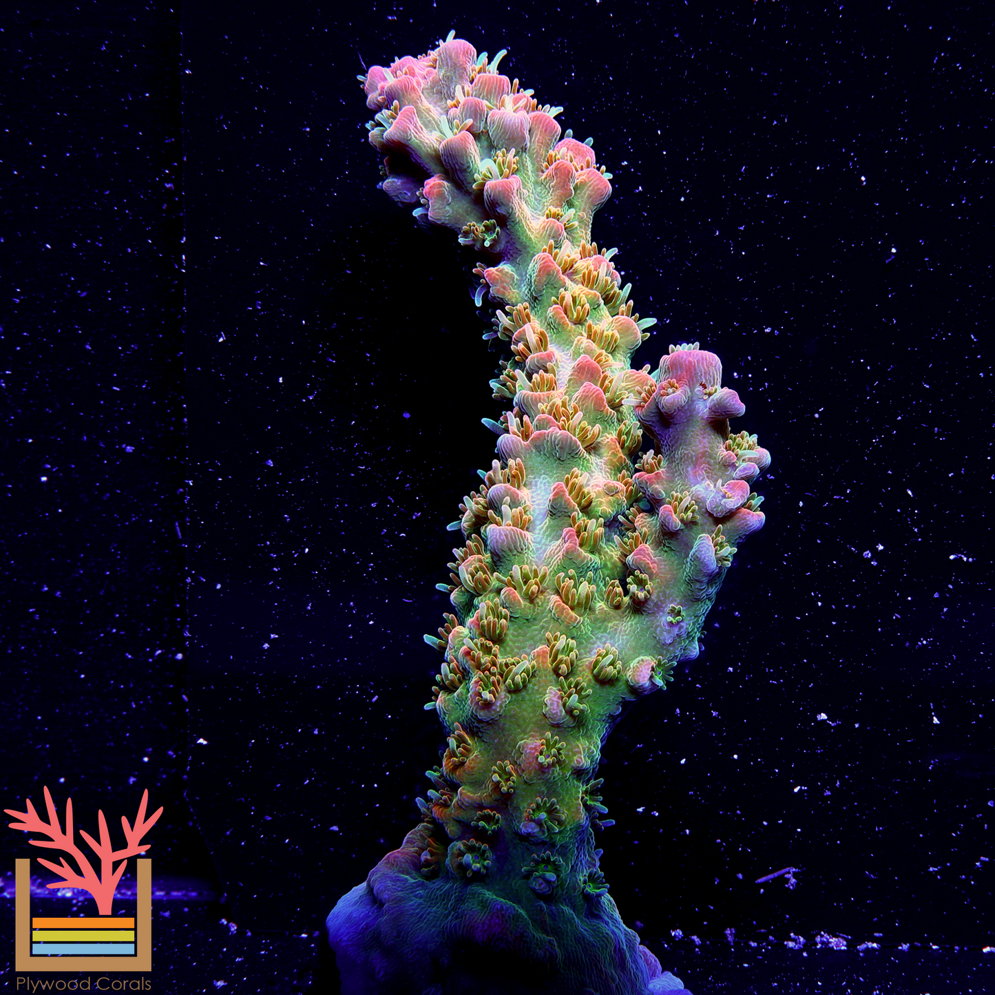 POTO Cofefe Acropora