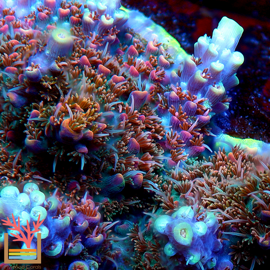 POTO Dino Fury Acropora