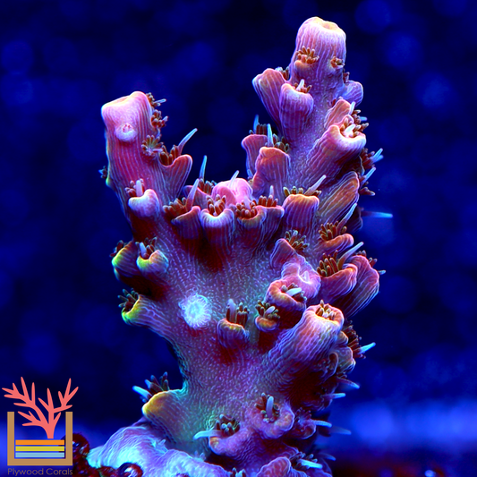 POTO Dino Fury Acropora