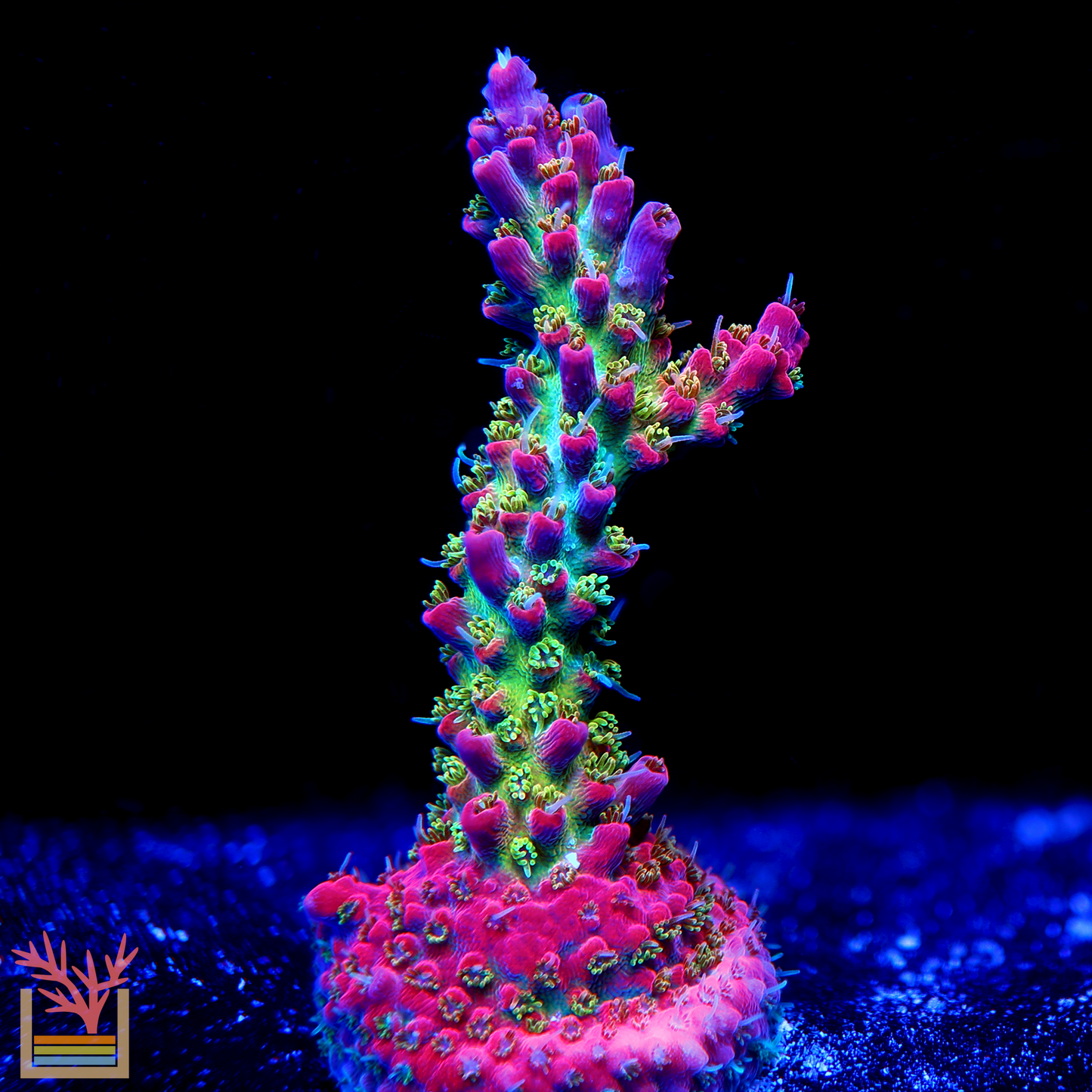 POTO Kingdom Hearts Acropora